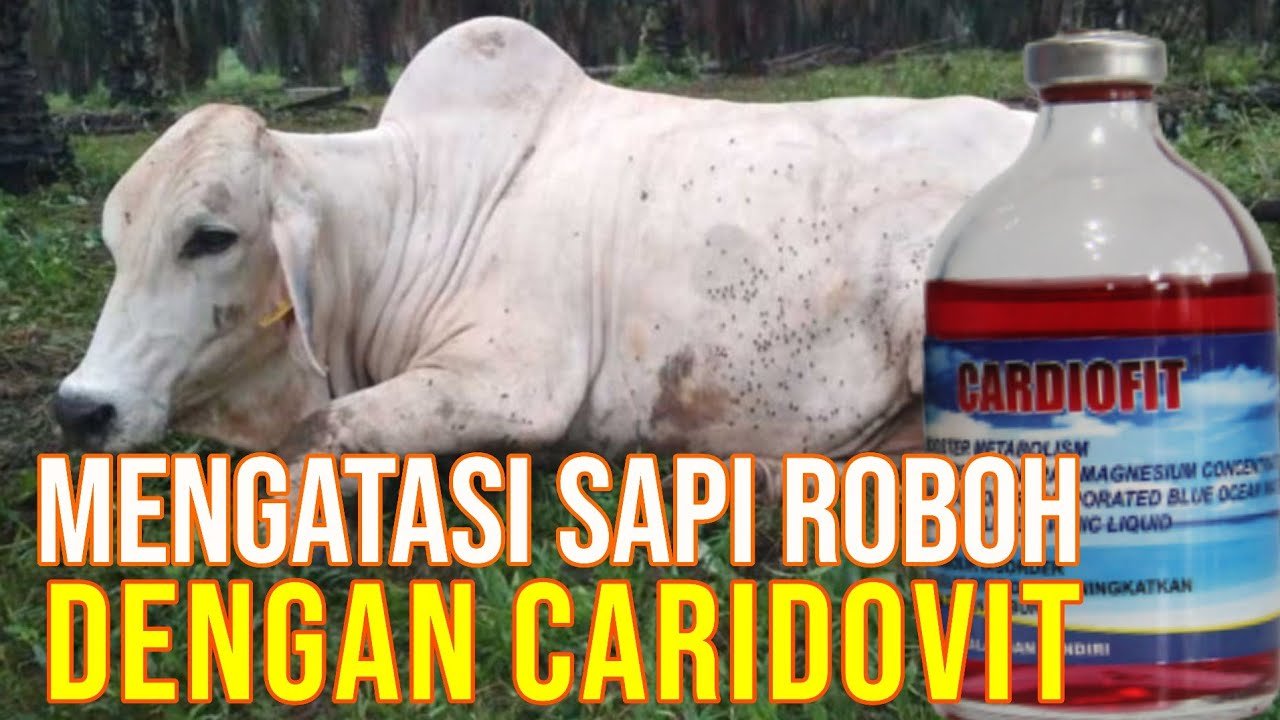 
                                 Cardiofit-Obat-Sapi-Roboh-Yang-Ampuh